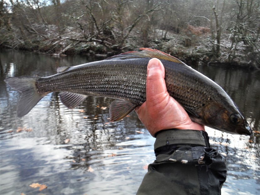 Craig Llyn grayling